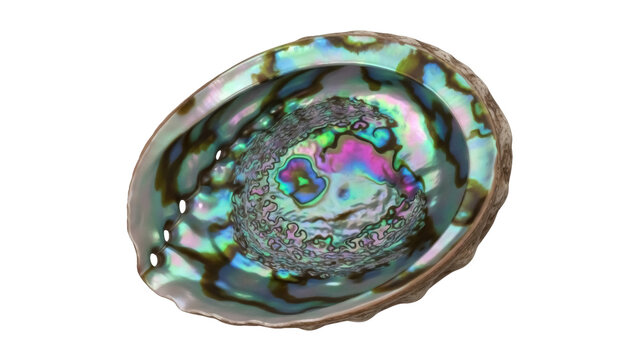 Isolated iridescent abalone seashell with a rough, textured surface and bright colors