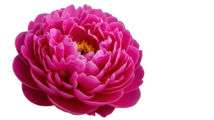 Isolated pink peony flower bloom with yellow center showing elegant blossom and layered petals