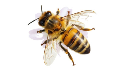 Isolated Honeybee Close-up Showing Compound Eyes and Thorax, Facing Upward, Top Perspective © Oisin