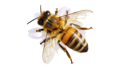 Isolated Honeybee Close-up Showing Compound Eyes and Thorax, Facing Upward, Top Perspective
