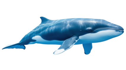 Isolated Whale in the Ocean swimming gracefully with open water and sea life around