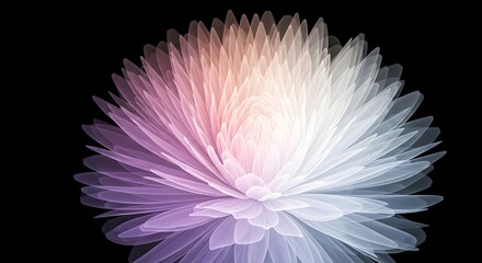 A Surreal, Multi, Layered Flower Blooming in Soft Gradients of Pink, Purple, and White Against a Black Background