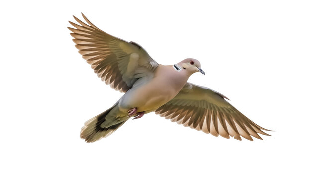 Isolated Ring-necked Dove in Flight with Open Wings, Eurasian Collared, Spread, Brown Plumage