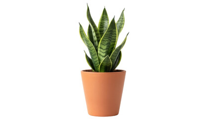 Isolated snake plant in pot with green leaves, Sansevieria trifasciata, houseplant, healthy