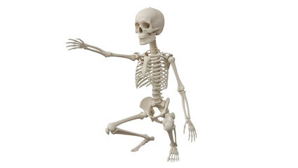 Isolated Skeleton in Squatting Position Reaching Out, Anatomical Model Bone Structure Body Anatomy