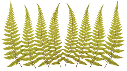 Isolated ostrich fern fronds, woodland foliage, vibrant green plant, natural botanical © Aoife