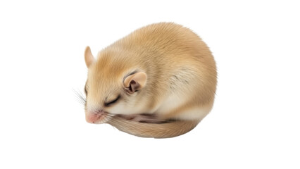 Isolated sleeping fat sand rat, Psammomys obesus, curled up, close-up in a curled-up pose