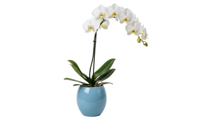 Isolated blooming moth orchid in blue ceramic pot, elegant home decor and floral arrangement