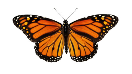 Fototapeta premium Isolated Monarch butterfly, orange and black wings, perfect for nature and summer themes