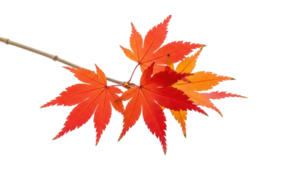 Isolated sprig of Japanese maple leaves in autumn colors, vibrant colors, studio shoot