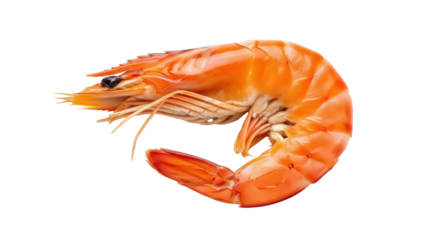 Isolated cooked tiger prawn with delicious meat ready to eat and serve seafood dish now