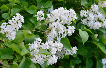 a wallpaper of White Lilac Blossoms in Spring