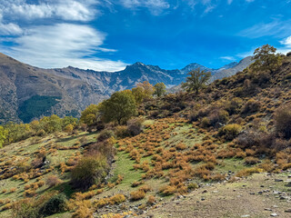 Colorful autumn trees scatter across the slopes beneath the majestic Mulhacen and Alcazaba peaks in the Vereda de la Estrella valley, Sierra Nevada National Park, Andalusia, Southern Spain.