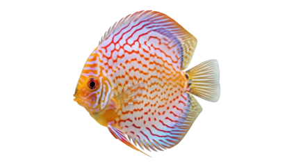 Isolated discus fish floats in clear water with captivating colors and intricate patterns