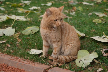 Cute stray cat photo in the park