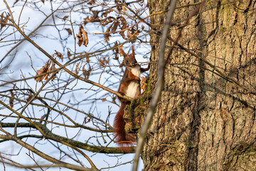 Eurasian red squirrel (Sciurus vulgaris) in the tree