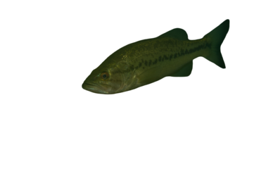 Swimming Largemouth Bass Micropterus Salmoides