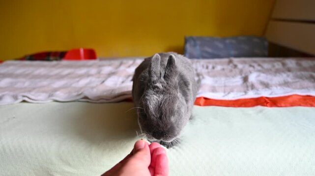 Beautiful gray dwarf rabbit. Cute domestic pet. Animal concept.
