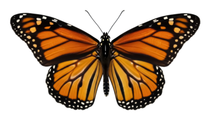 Isolated monarch butterfly, orange and black wing pattern, detailed insect with antennae