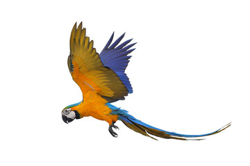 Colorful flying Blue and Gold Macaw parrot isolated on transparent background png file	
