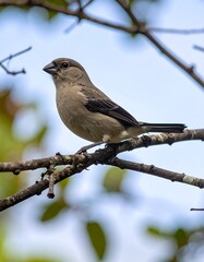 Obraz premium Small, tan bird perches on a twig, with a soft blue sky and green foliage out of focus in the background
