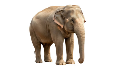 Obraz premium Isolated Asian elephant standing full view large herbivore mammal pachyderm stocky animal