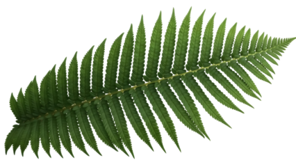 Isolated green fern leaf, botanical woodland plant, nature greenery frond branch, closeup foliage