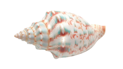 Isolated patterned seashell close-up studio shot in detailed eye-level view with bright colors