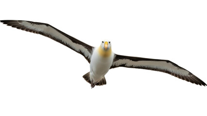 Isolated Southern Royal Albatross soaring majestically with extended wings, aerial mastery © Solene