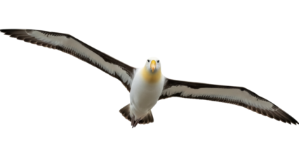 Isolated Southern Royal Albatross soaring majestically with extended wings, aerial mastery
