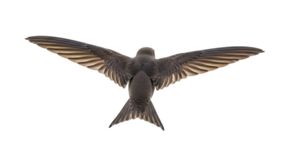 Isolated Common Swift in Flight, Close-Up of a Bird Flying, Wings Spread, Ornithology Study