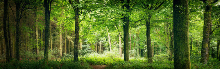 Idless woods in summer panorama cornwall uk 