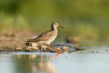 Obraz premium The common redshank or simply redshank (Tringa totanus) on a lakeshore - white-gray wader, bird with red beak