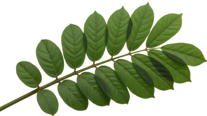 Fototapeta premium Isolated Pinnate Leaf Green Branch with Leaves, Nature, Summer - Botanical Foliage