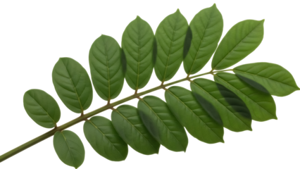 Isolated Pinnate Leaf Green Branch with Leaves, Nature, Summer - Botanical Foliage