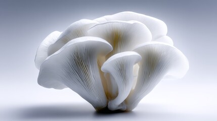 Cluster of fresh fan shaped white oyster mushrooms is displayed against clean neutral gray background