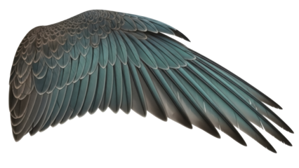Isolated bird wing with blue feathers, detailed plumage pattern, avian anatomy design element