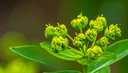 Macro shot of a cluster of green budding plant florets and leaves
