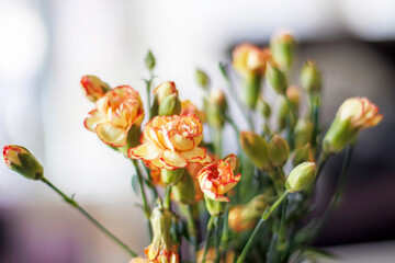 close-up carnation plant with a bunch of blooms and buds