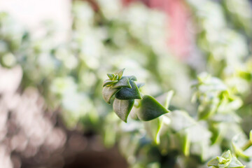 close-up of fresh green leaves of succulent plant