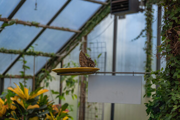 Butterfly with owl-eye wing patterns perched in a botanical greenhouse. A perfect representation of nature's beauty and insect life. © Anna