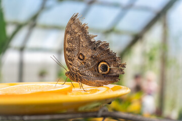 Owl butterfly (Caligo sp.) showing distinctive eye spots while feeding. Tropical insect, defensive adaptation, wildlife education and ecology concept. © Anna