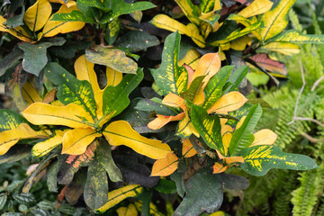 Close-up of colorful croton leaves with vibrant yellow, green and orange patterns. Tropical ornamental plant foliage texture, natural botanical background (Codiaeum variegatum).