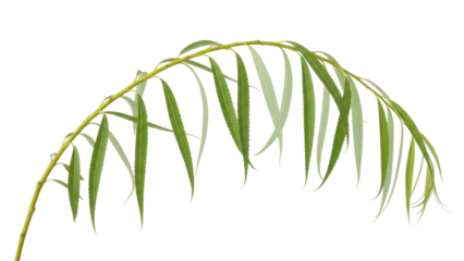 Isolated willow branch with green leaves in early spring growth for a natural decoration
