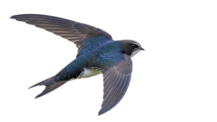 Isolated tree swallow in flight, agile flier shows iridescent blue upperparts in the air