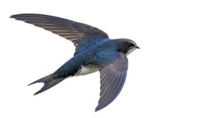 Isolated tree swallow in flight, agile flier shows iridescent blue upperparts in the air