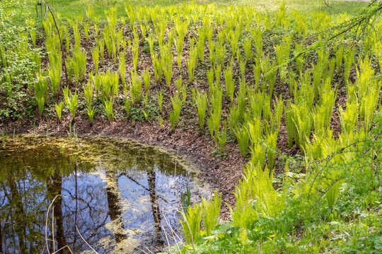 Fresh green ferns (Pteridophyta) growing along a small forest pond (palus), spring nature landscape with calm water reflections and natural growth.