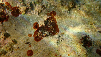 Red algae Peyssonnelia sp. undersea, Ligurian Sea, Italy, Imperia © Alexey