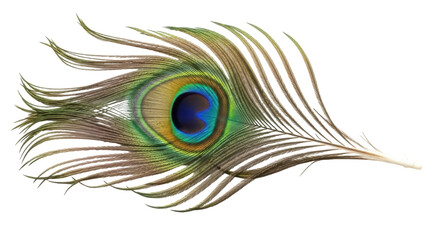 Obraz premium Isolated beautiful iridescent peacock feather, iridescent, decoration for design, isolated