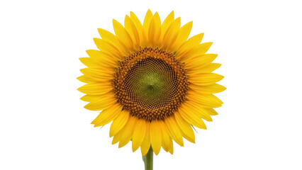 Fototapeta premium Isolated vibrant yellow sunflower bloom close-up view, nature still life, summer flowering plant